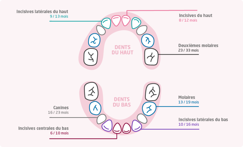 Schema calendrier des dents